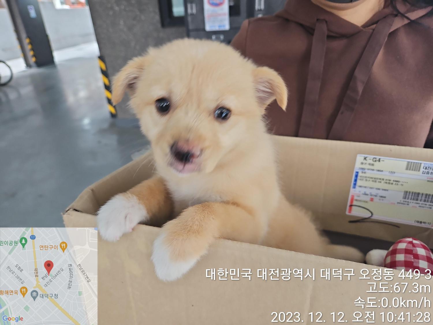종료(입양) 믹스견…